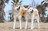 AKITA INU 120